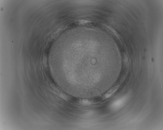 X0000071950565200607282011