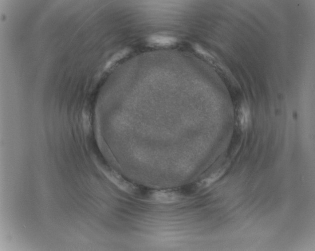 X0000071950568200607282011