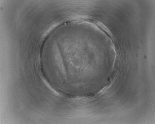 X0000071950581200607282010