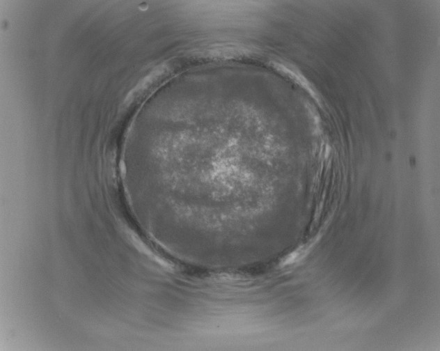 X0000071950585200607282010