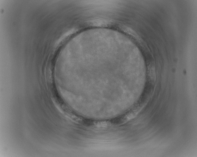 X0000071950587200607282010