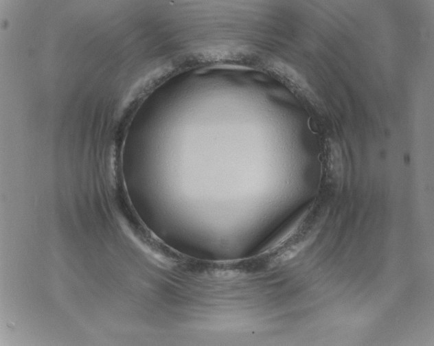 X0000071950590200607282010