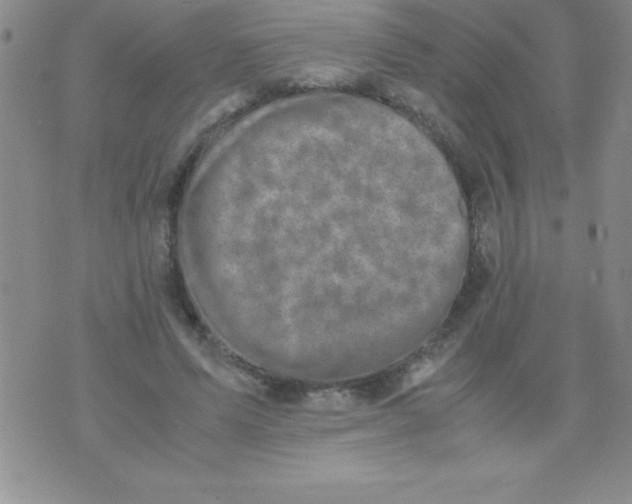 X0000071950591200607282010