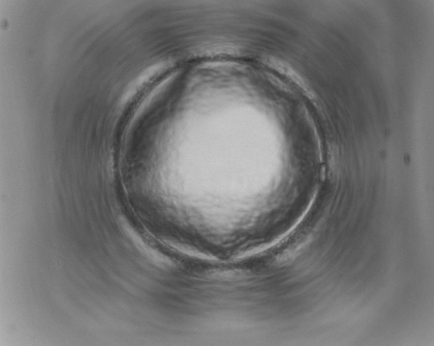 X0000071950629200607282009