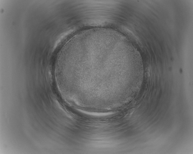 X0000071950688200607282009