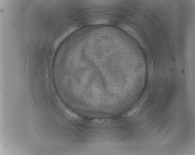 X0000071950721200607282007