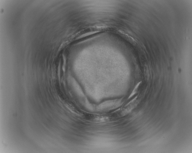 X0000071950760200607282008