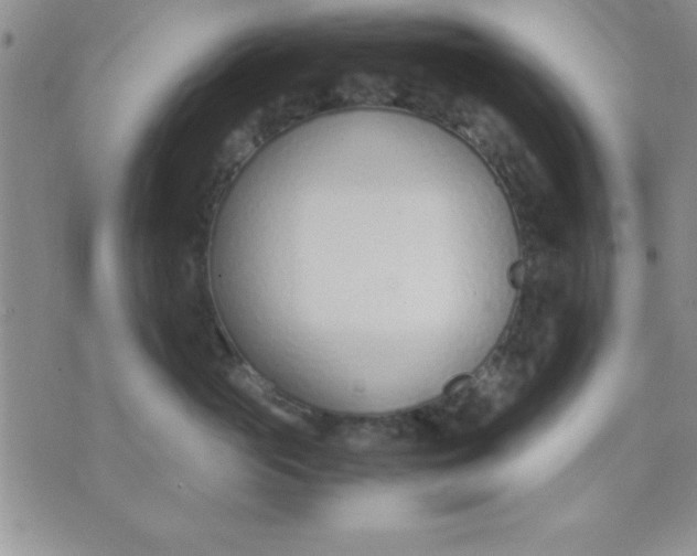 X0000071950765200607282008