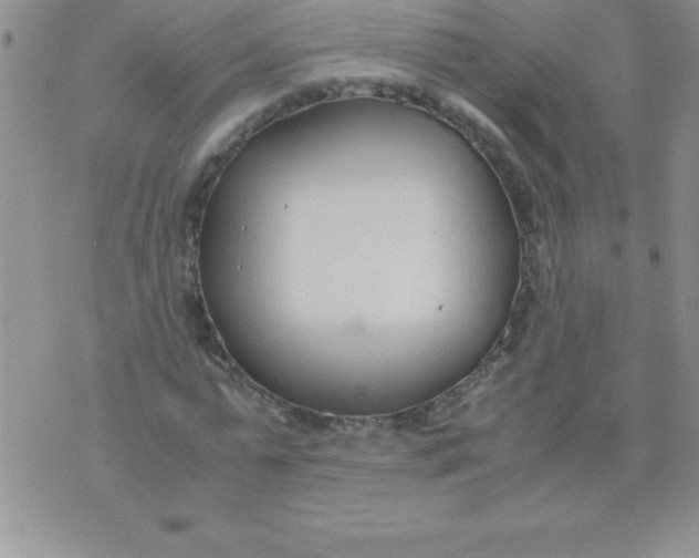 X0000071950775200607282007