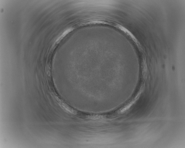 X0000071950785200607282007