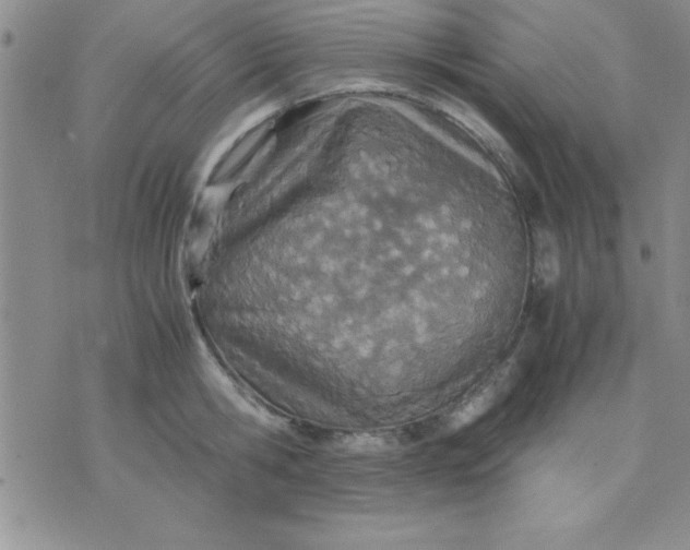 X0000071950806200607282007