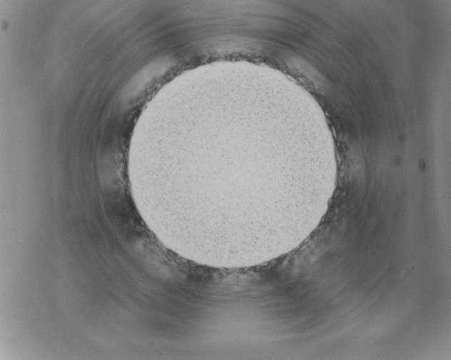 X0000071950824200607282006