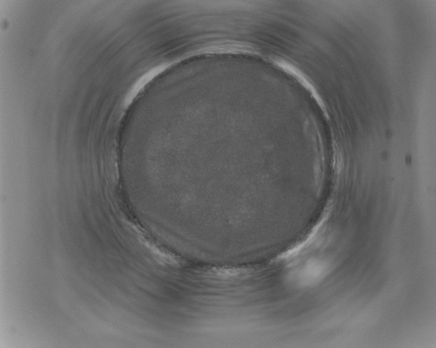 X0000071950829200607282006