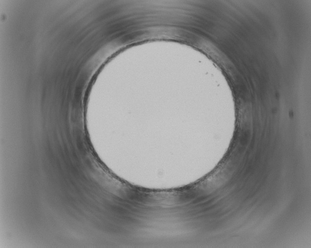 X0000071950836200607282006