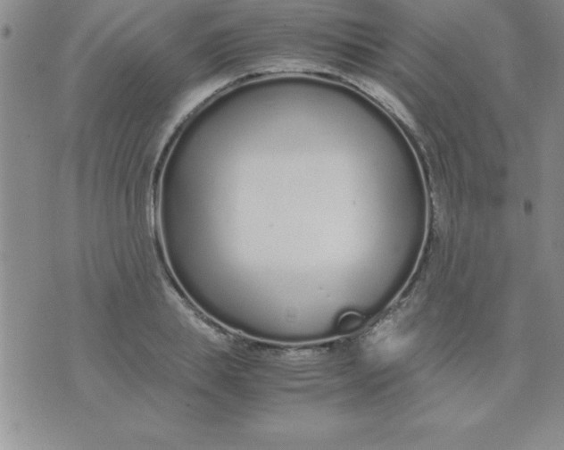 X0000071950839200607282006