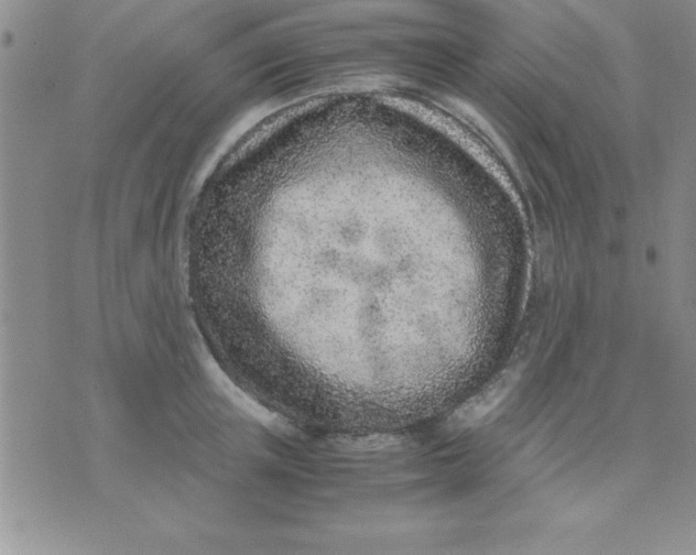 X0000071950851200607282006