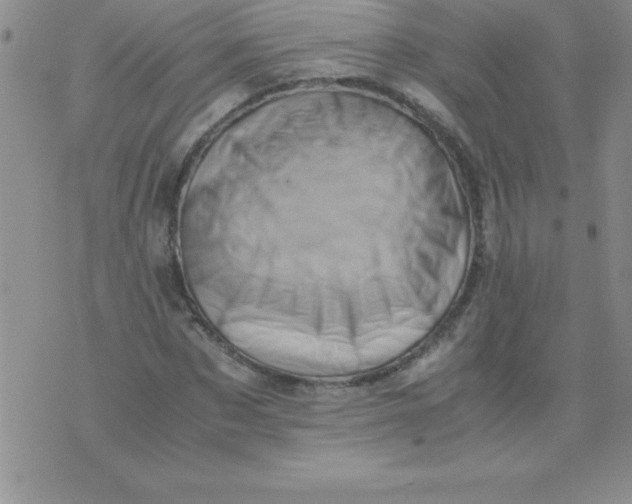 X0000071950873200607282006