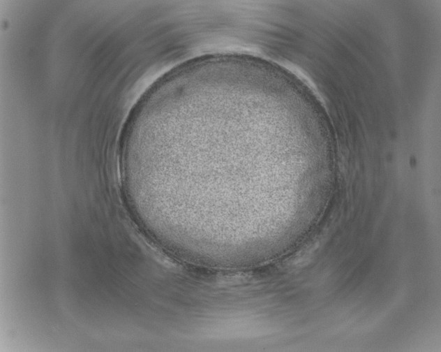 X0000071950887200607282005