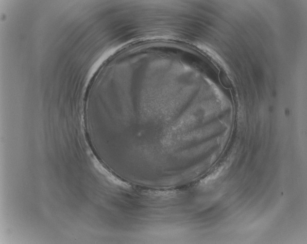 X0000071950941200607282005