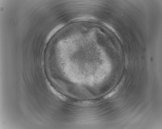 X0000071951042200607282003