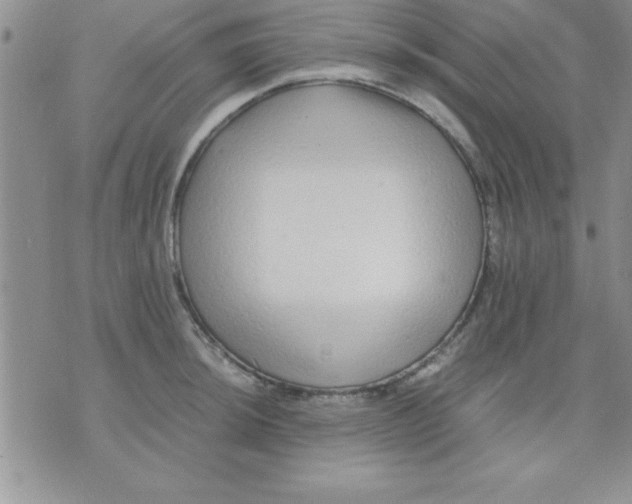 X0000071951044200607282003