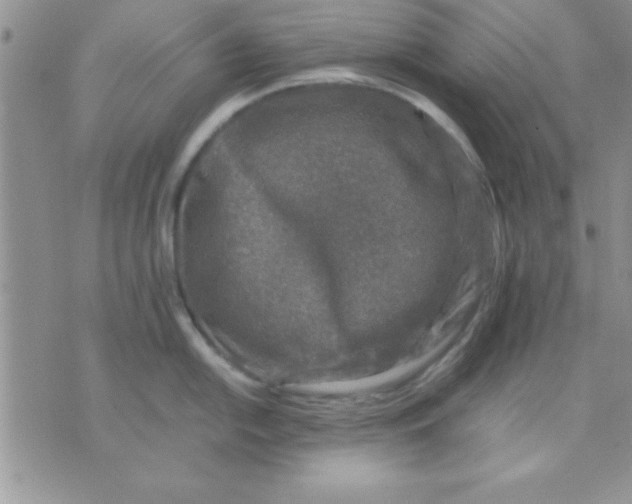 X0000071951054200607282003