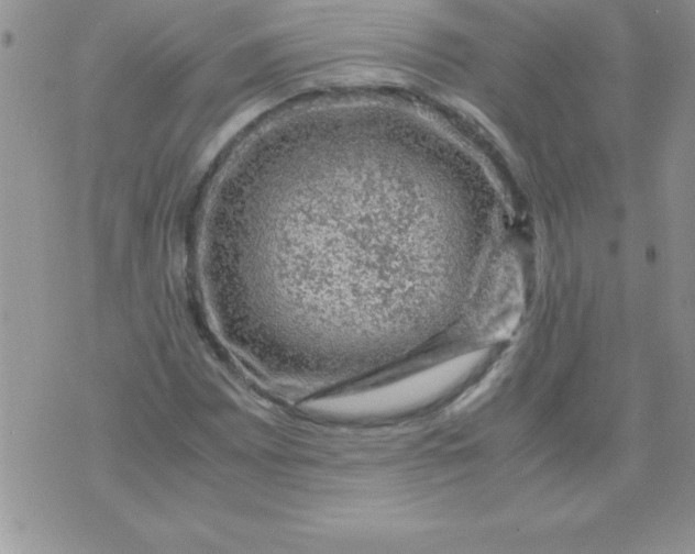 X0000071951065200607282002