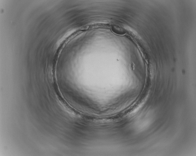 X0000071951113200607282001