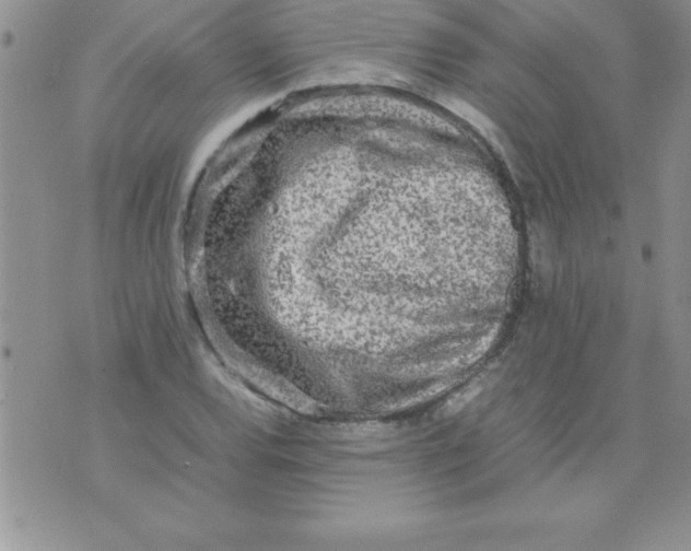 X0000071951120200607282001