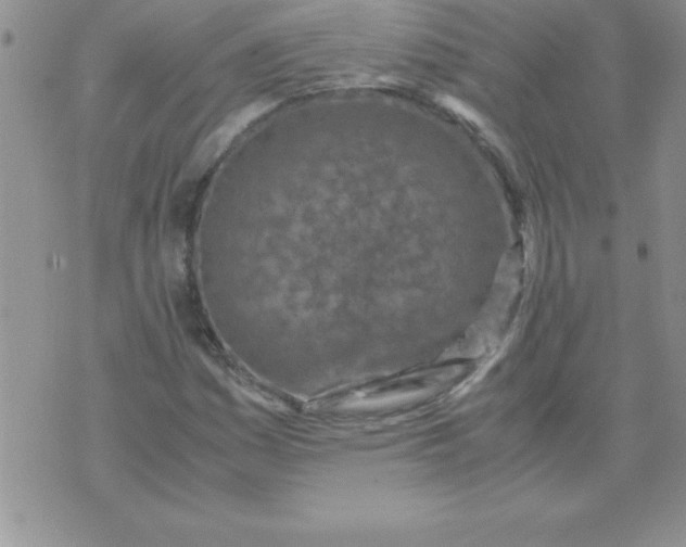 X0000071951161200607282001