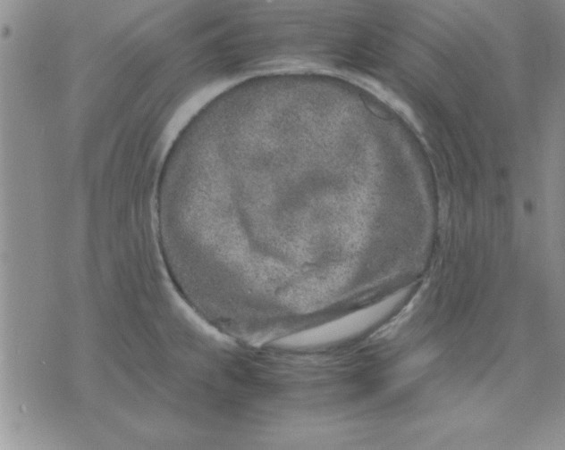 X0000071951239200607282000