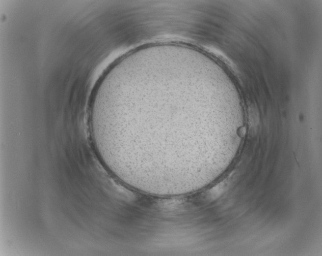 X0000071951278200607281959