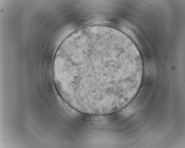 X0000071951338200607281959