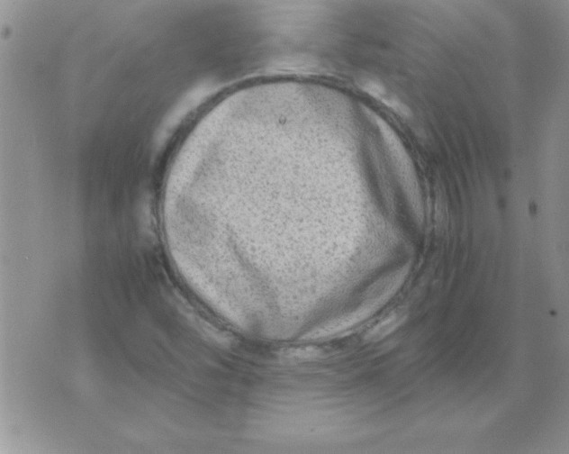 X0000071951454200607281956