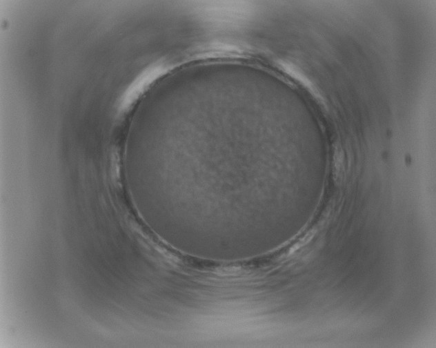 X0000071951455200607281956