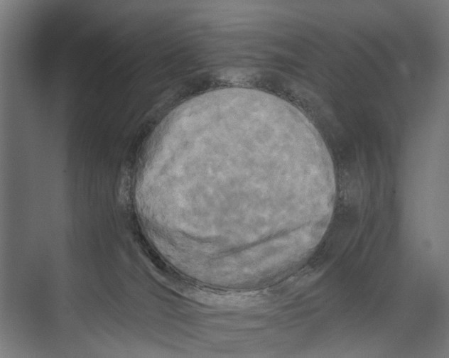 X0000071950036200608041605