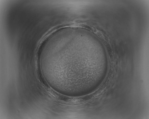 X0000071950295200608041600