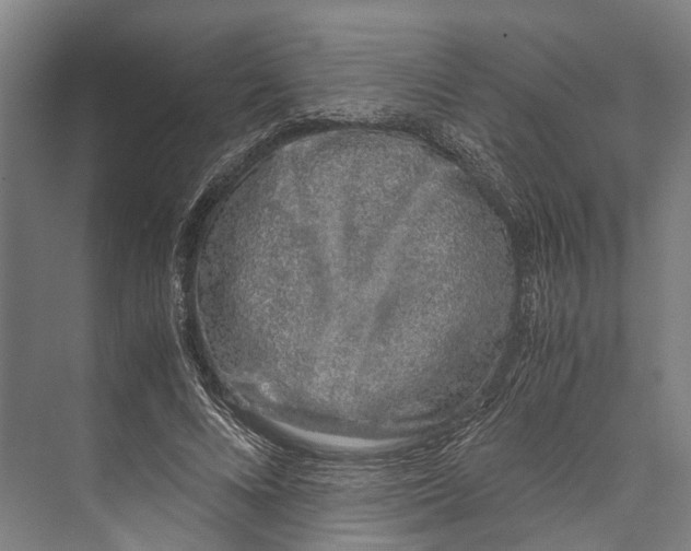 X0000071950688200608041554