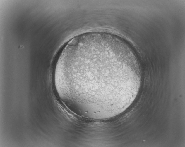 X0000071951506200608041539