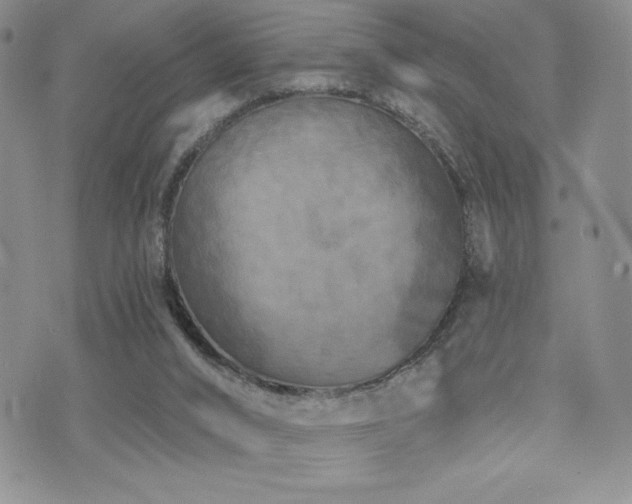 X0000071960016200607071504