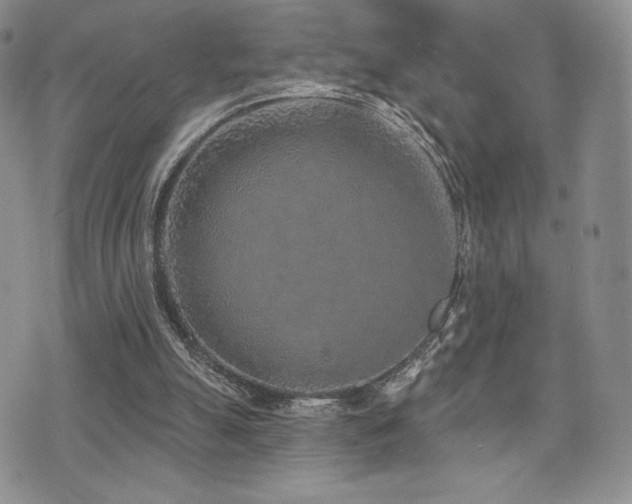 X0000071960055200607071503