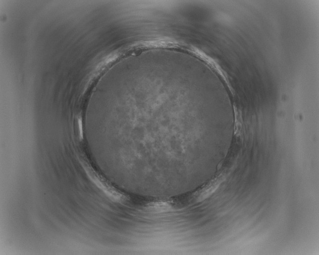 X0000071960061200607071503