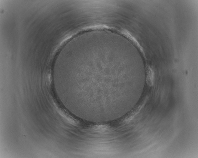 X0000071960063200607071503