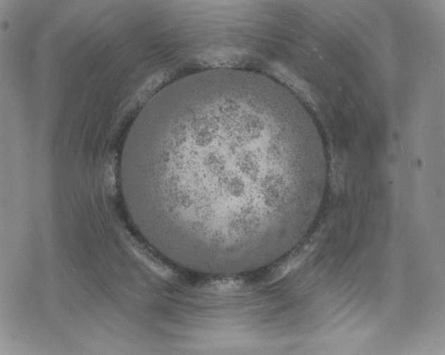 X0000071960065200607071503