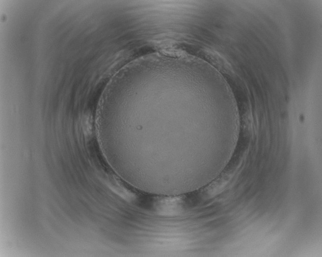 X0000071960081200607071503