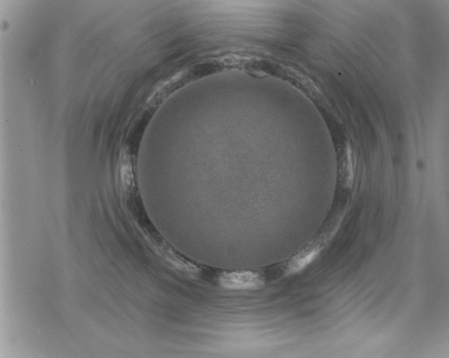 X0000071960137200607071502