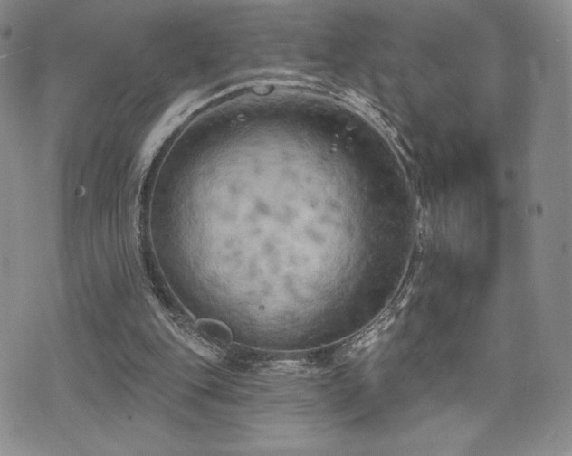 X0000071960151200607071501