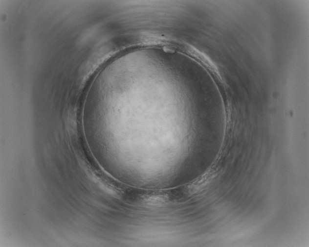 X0000071960155200607071501