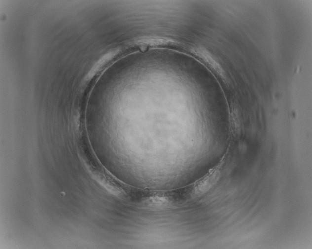 X0000071960159200607071501