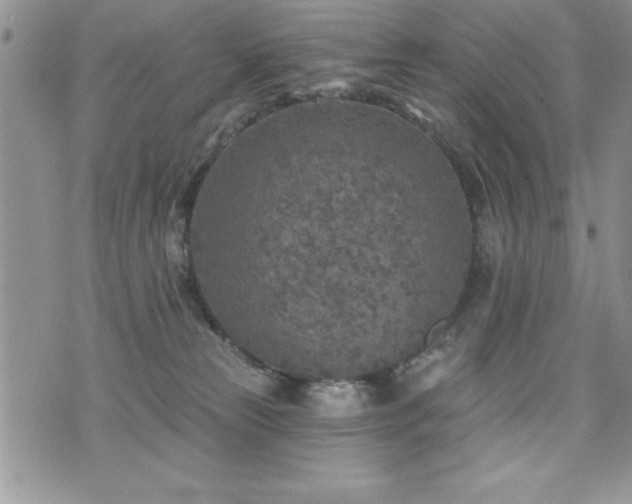 X0000071960181200607071502